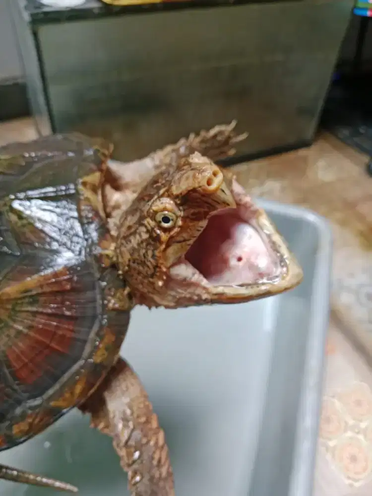 Hybrid ast x cst colector item 20 cm
Galak pol