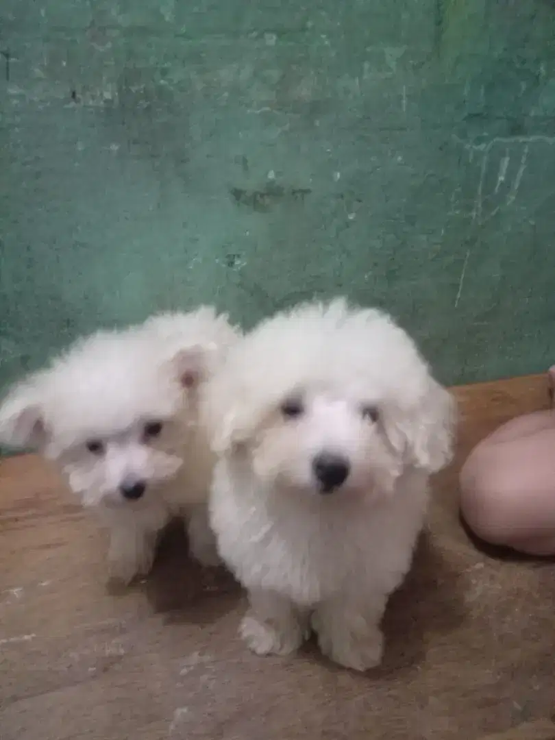 Tiny poodle jantan