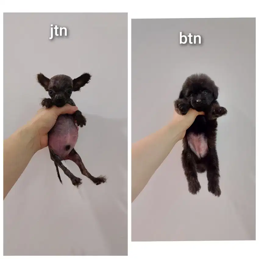 Poodle mix pom pompoo !!! No php