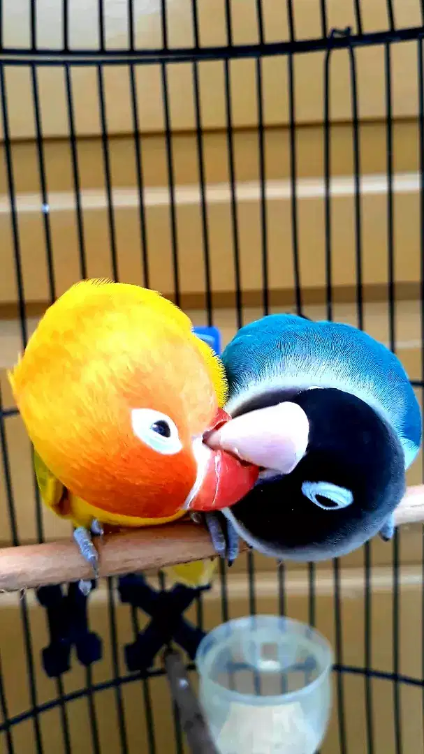 LOVEBIRD BIRU PERSO JODOAN NGEKEK