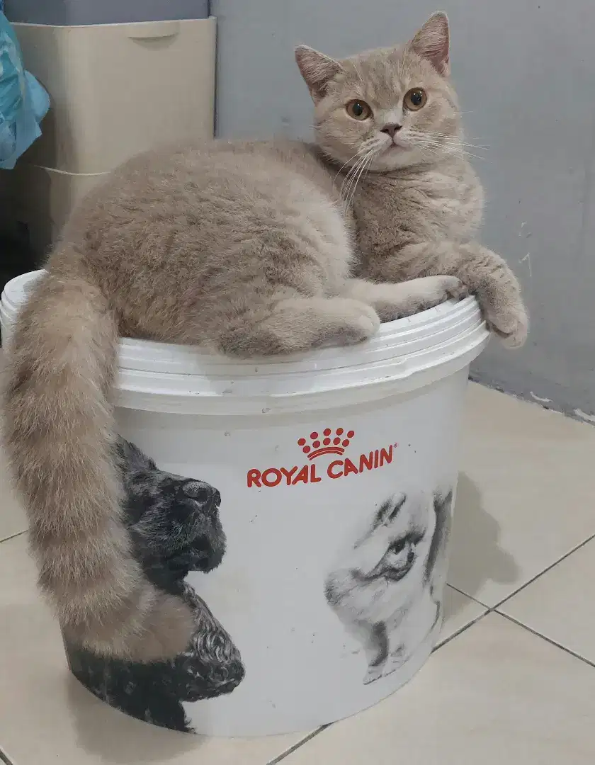 Kucing british shorthair