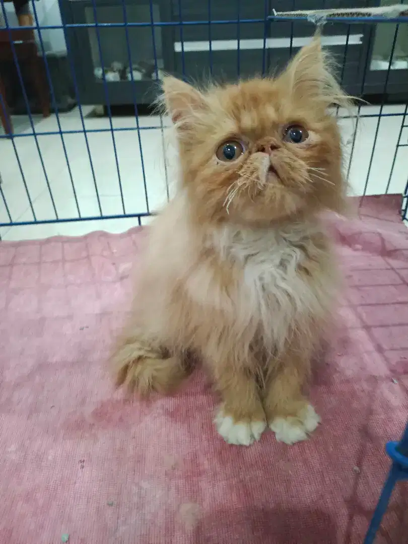 Jantan peaknose oyen