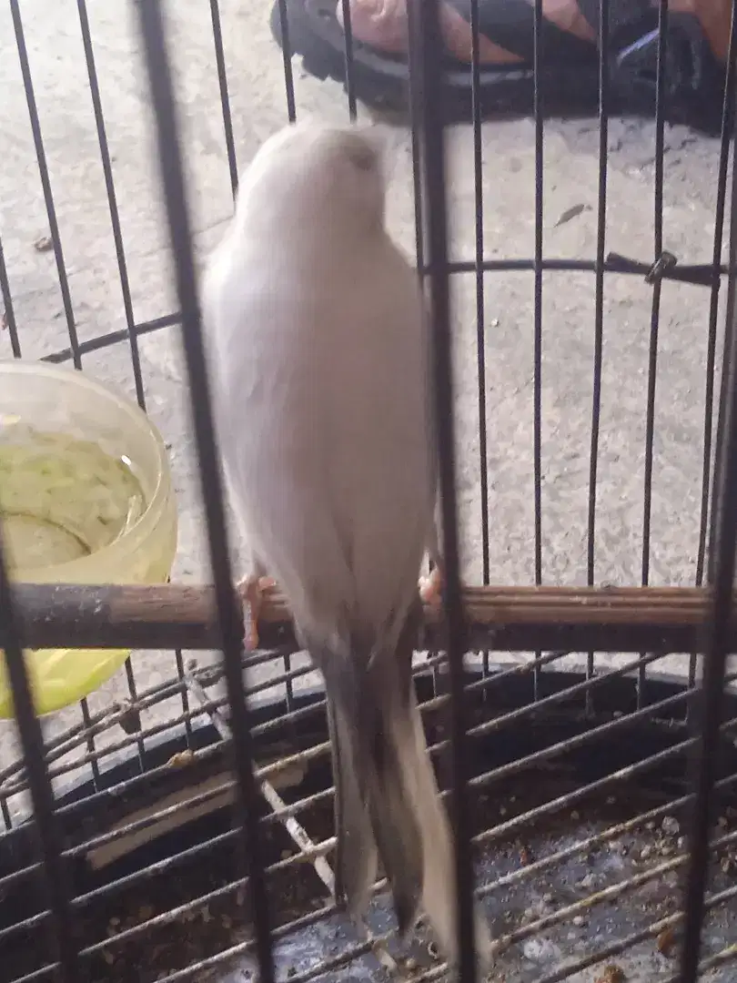 Burung kenari PAUD panda  jantan