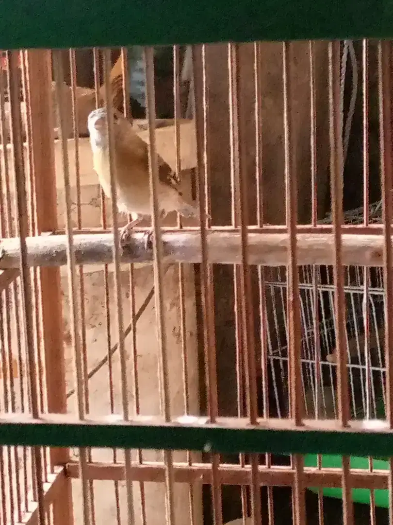 Siskin paud/anak fs + kk nya