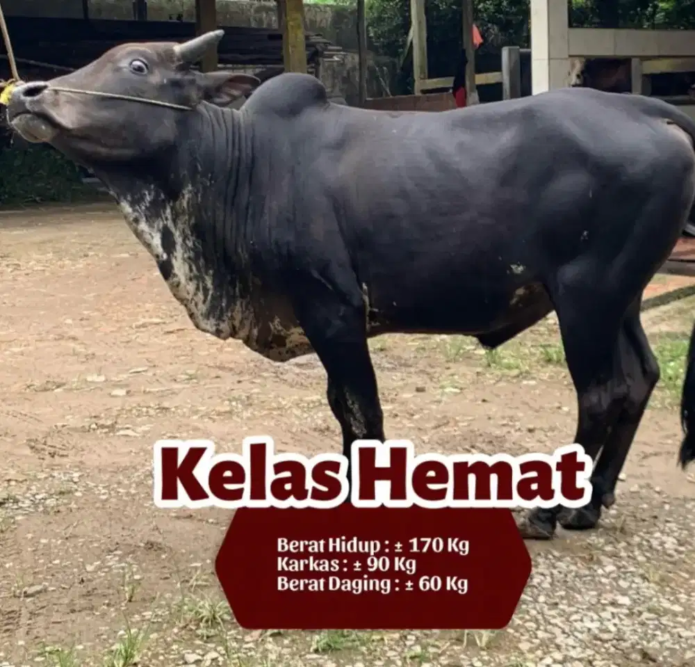 Hewan kurban sapi kelas hemat