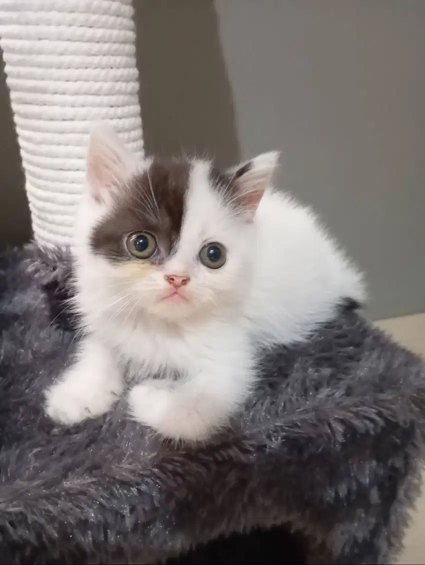 Kitten persia flat nose