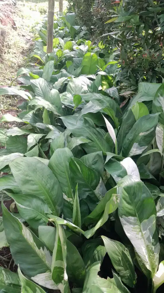 Tanaman hias peac lili