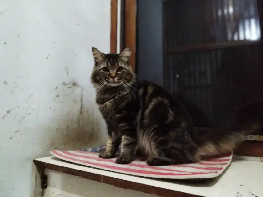 Kucing jantan mainecoon