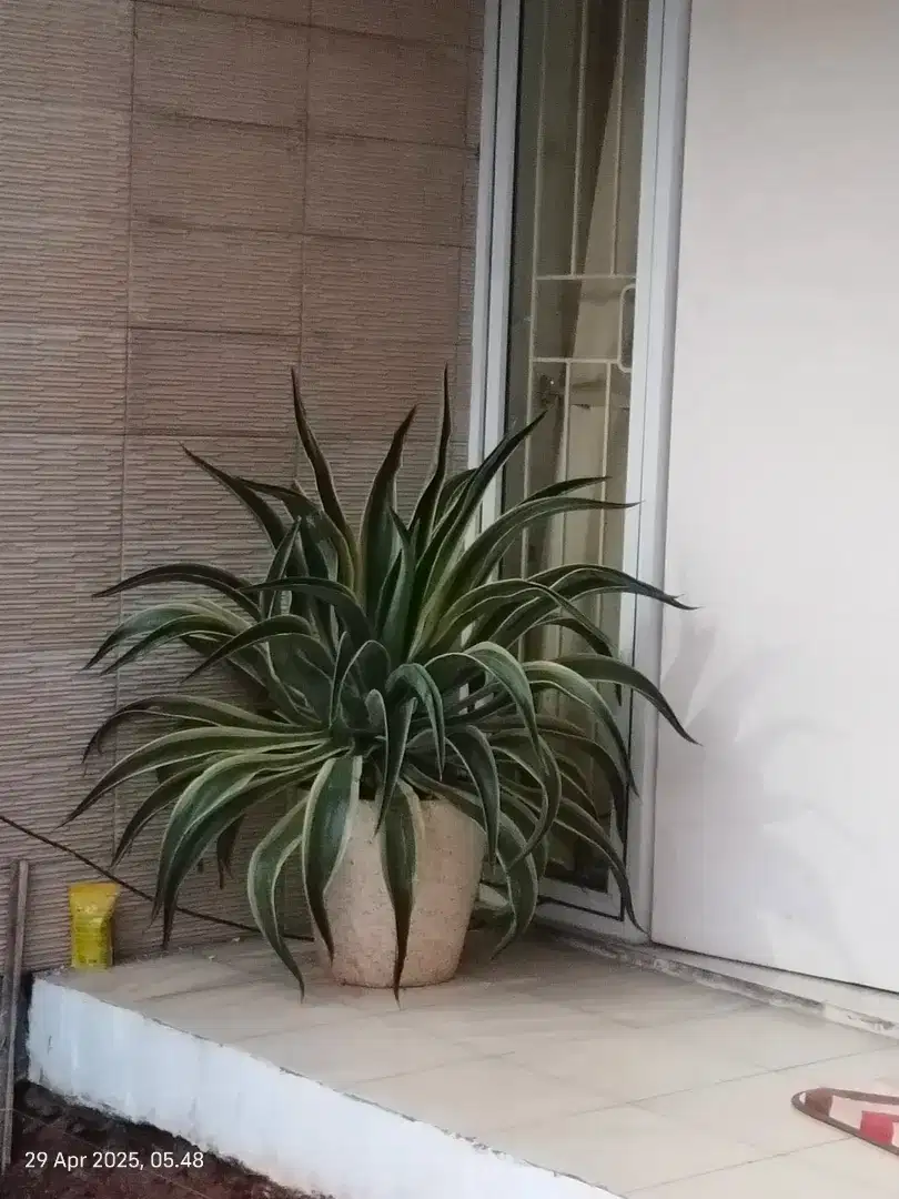 AGAVE KING TANAMAN HIAS
