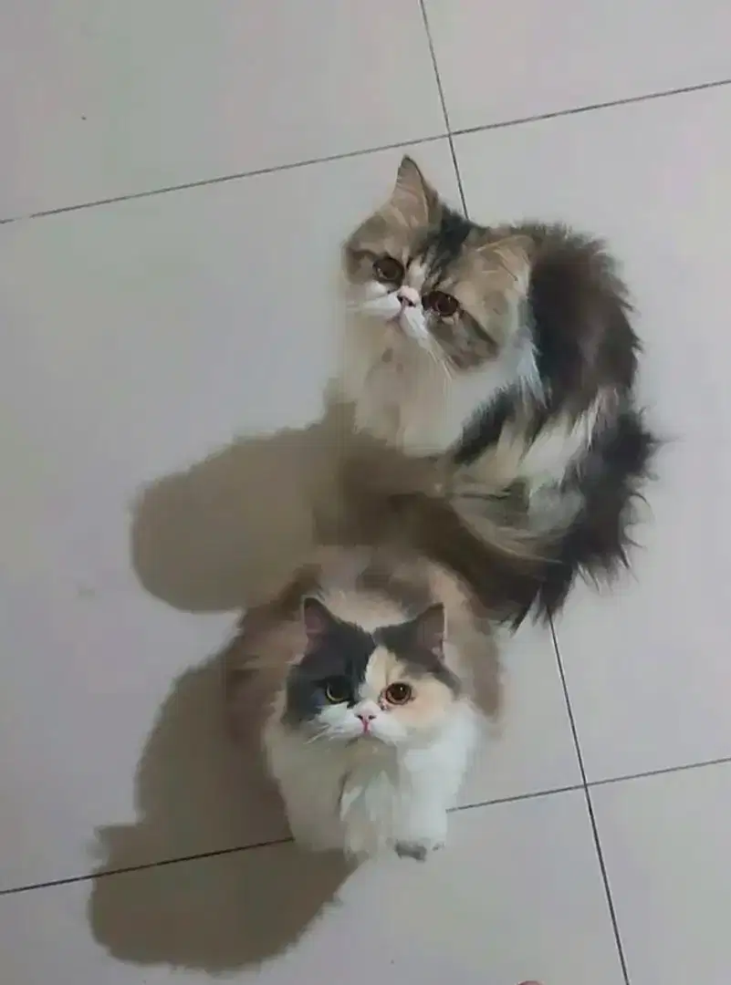 Kucing peak nose