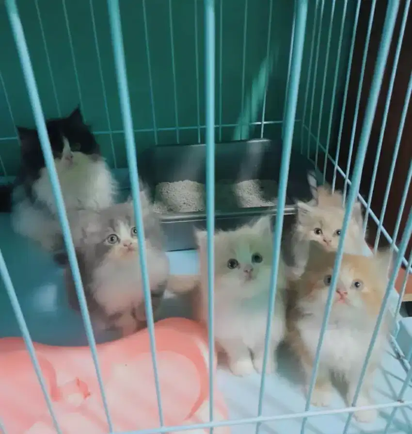 Kitten persia # flatnose # kitten gembul