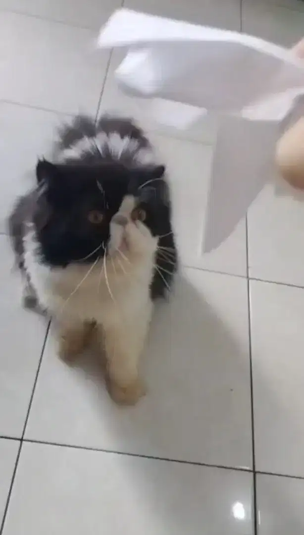 Kucing Persia Peaknose Ped