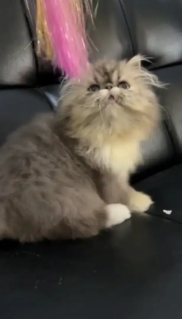 Kucing Persia Peaknose Ped
