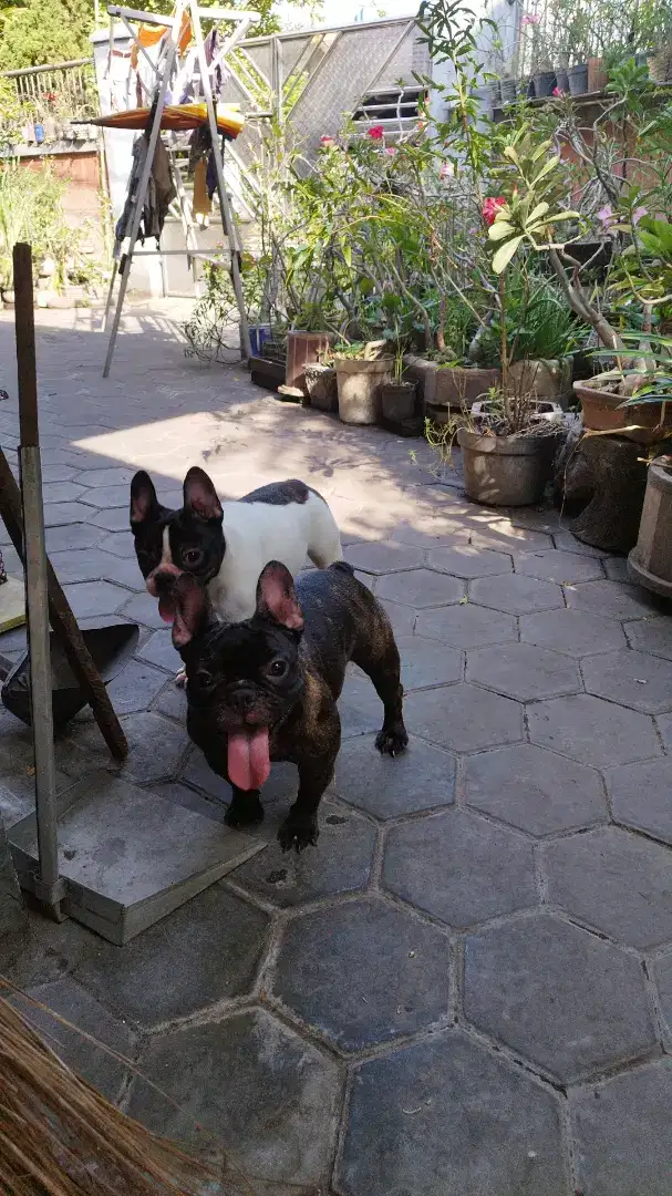 Dijual Indukan French Bulldog