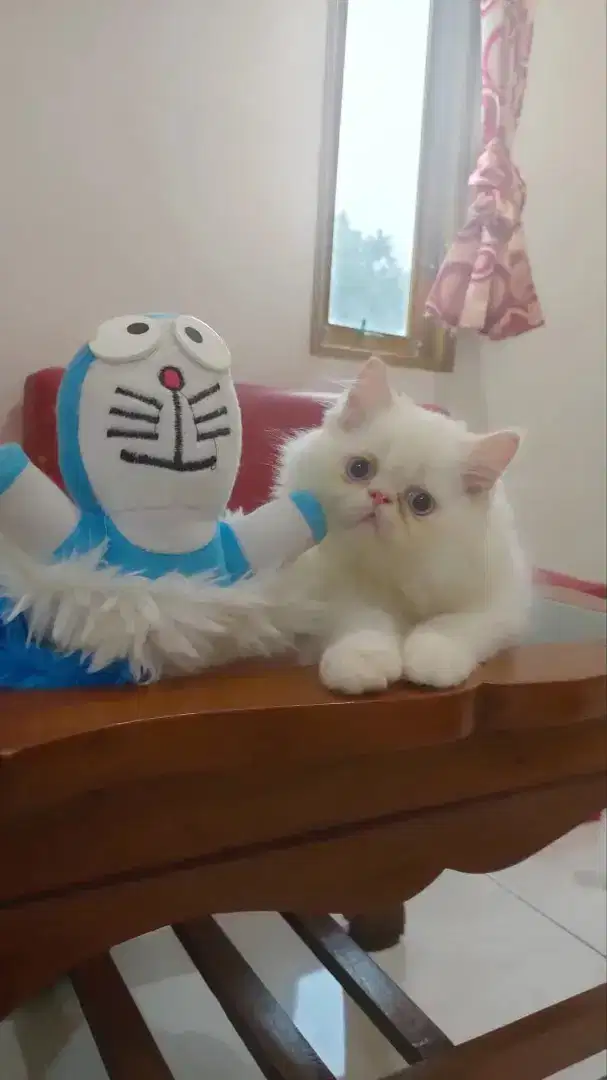 Kucing flatnose super