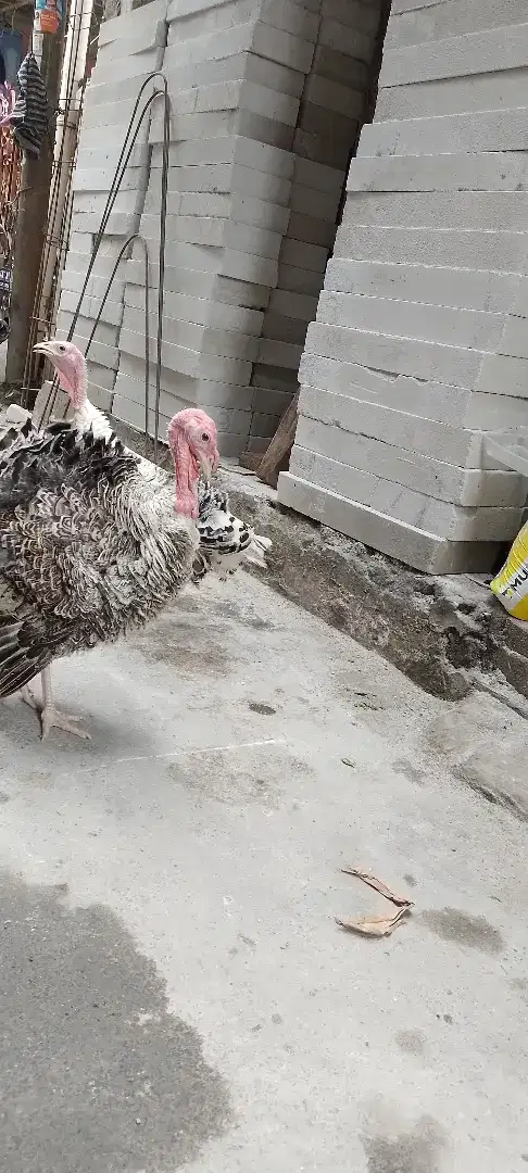 Ayam kalkun nya bos umur 5 atau 6 bulan an