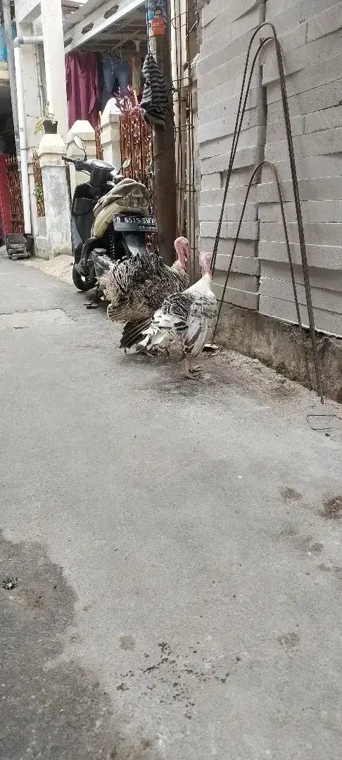 Ayam kalkun nya bos umur 5 atau 6 bulan an