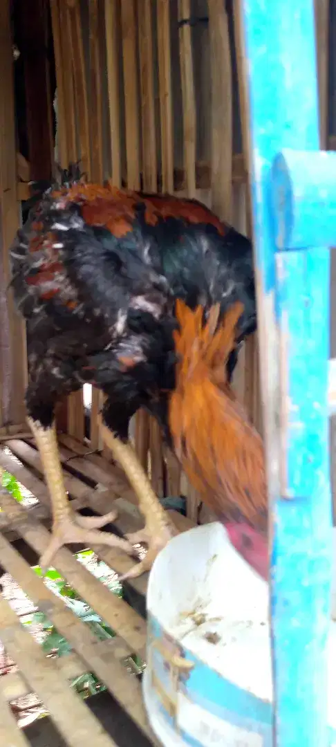 Bismillah jual ayam Bangkok Silangan pakoy
