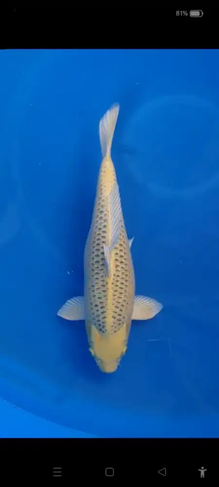 Ikan koi kin matsuba jumbo
