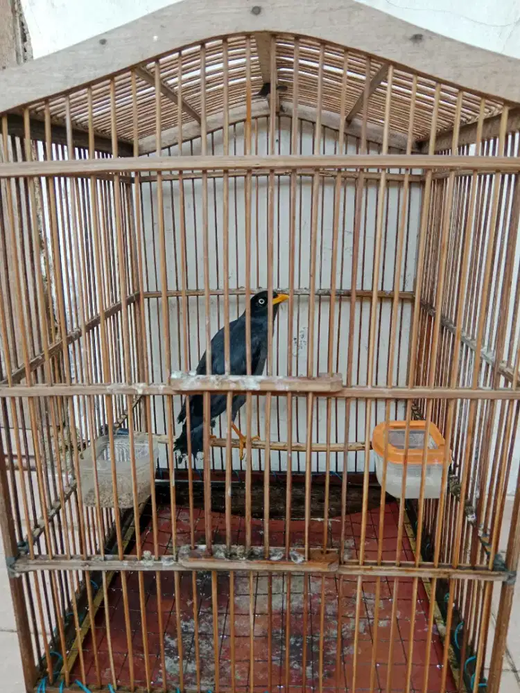 Jalak hitam gacor bgt bisa nego