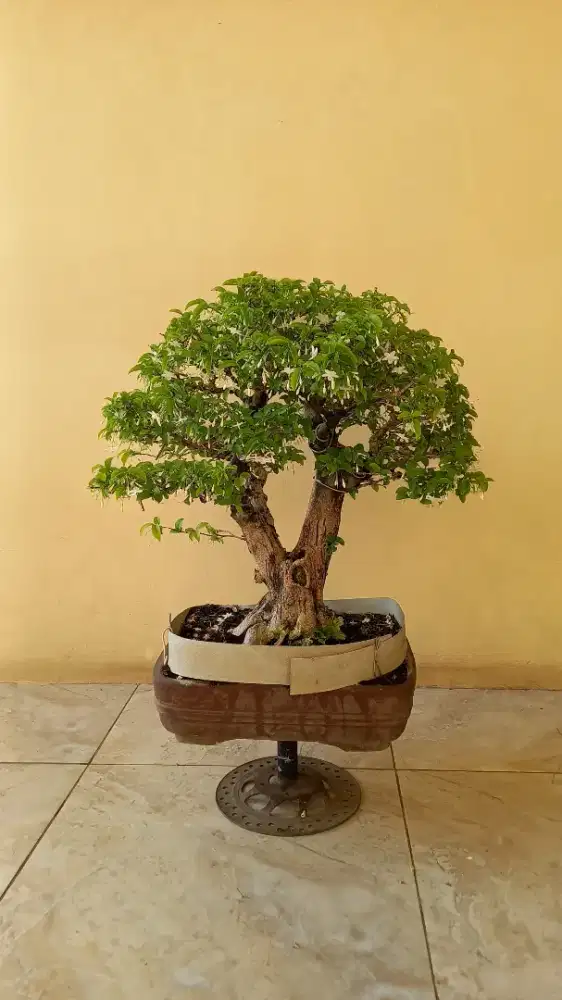 Bonsai Anting Putri Kontes