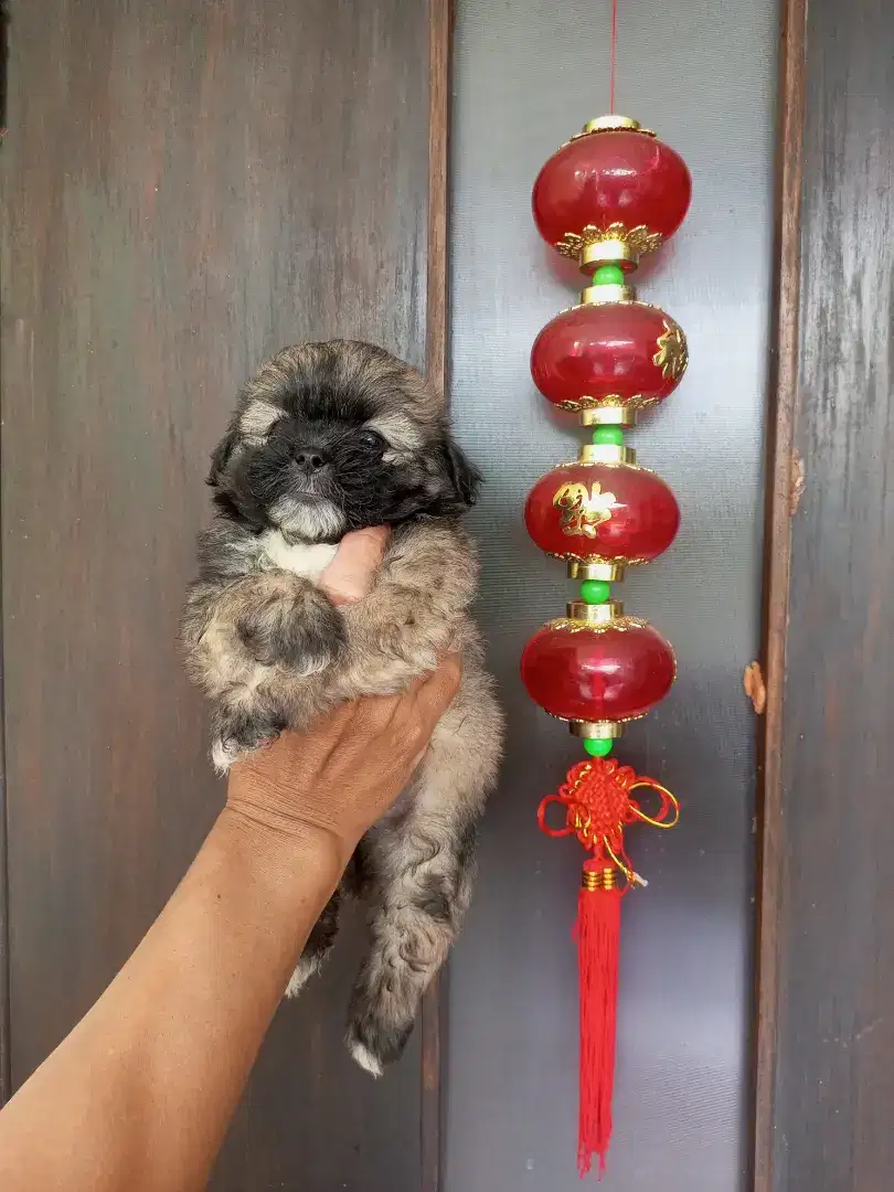 Puppy Shipom jantan