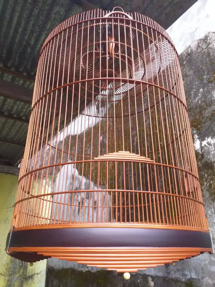 Sangkar Murai Thailand