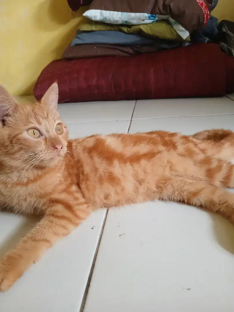 2 Kucing ras dan kucing kampung