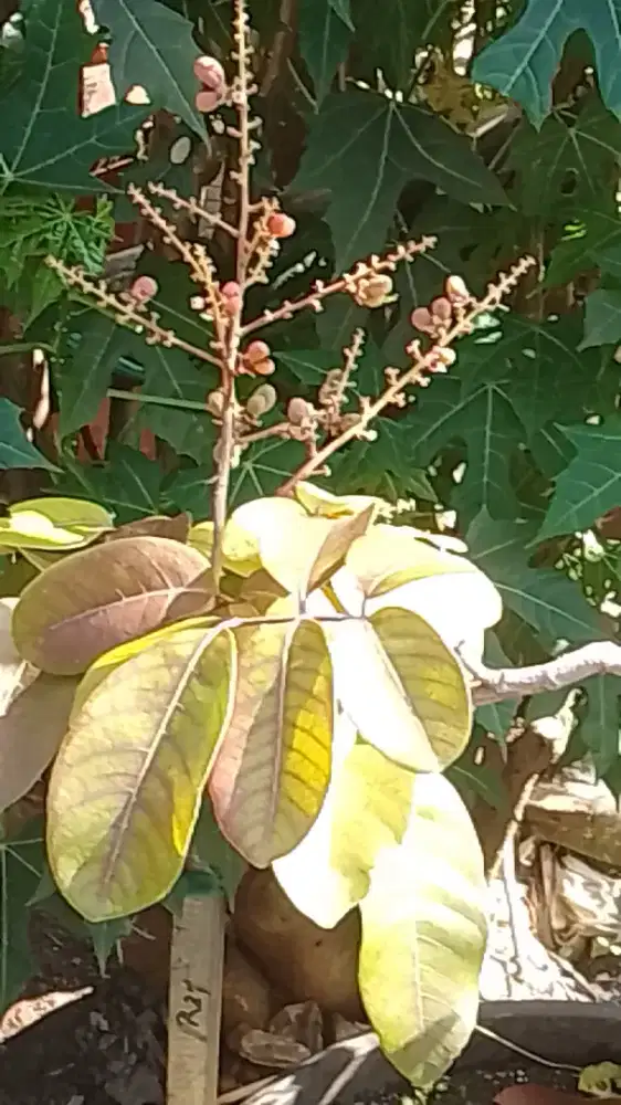 Tanaman lengkeng merah