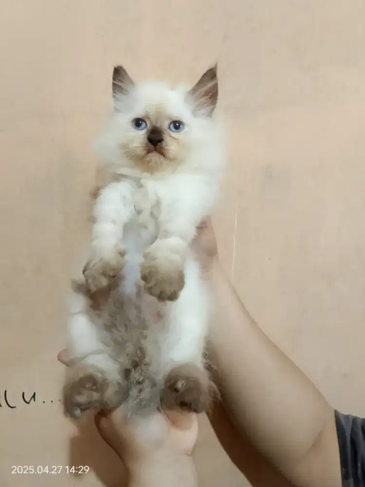 Kucing Anggora Ras Persia