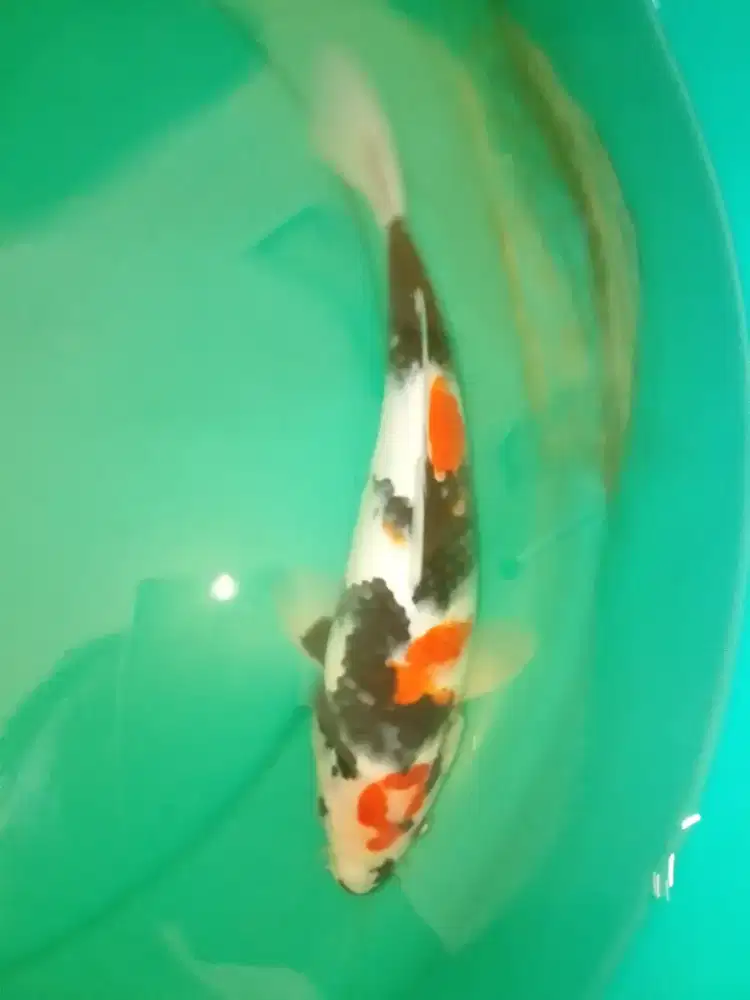 Ikan koi jenis Showa 30cm