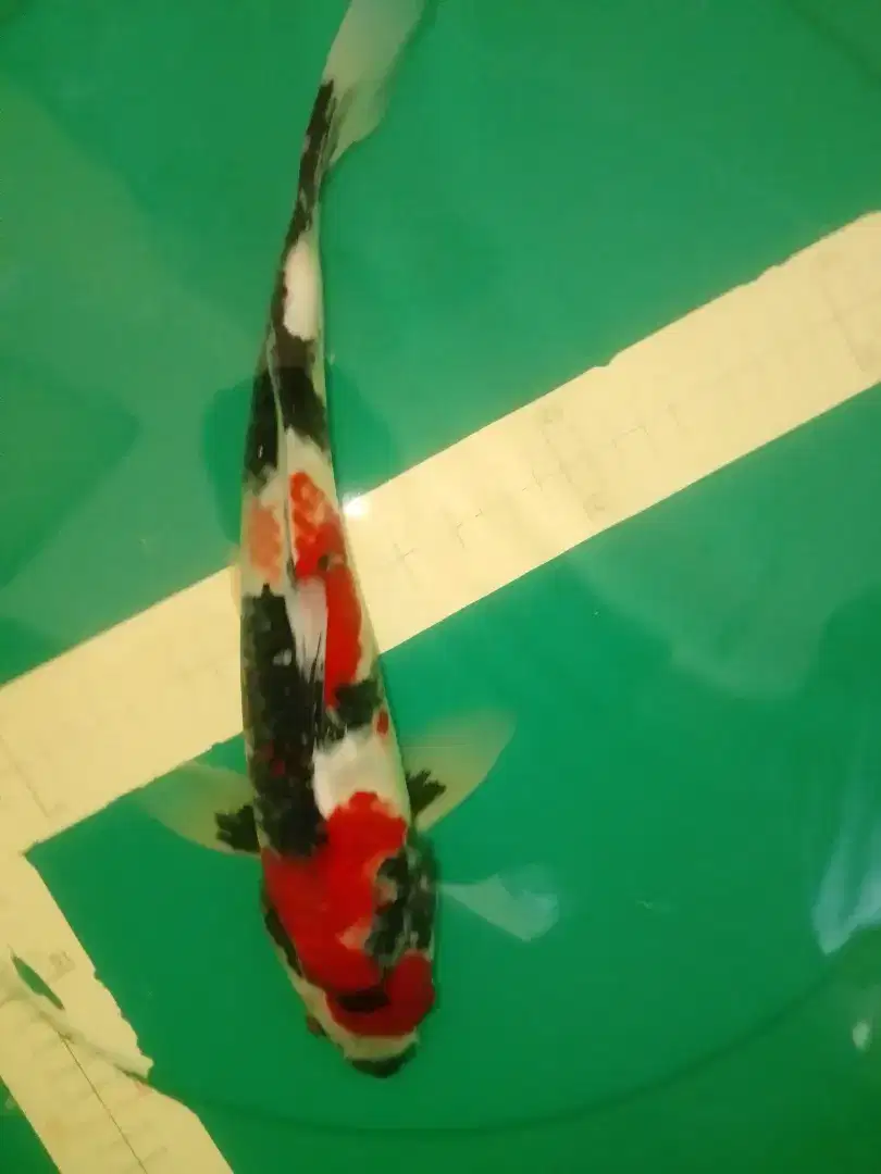 Ikan koi jenis Showa 34cm