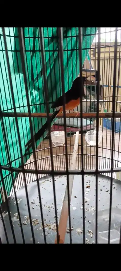Murai Batu Medan