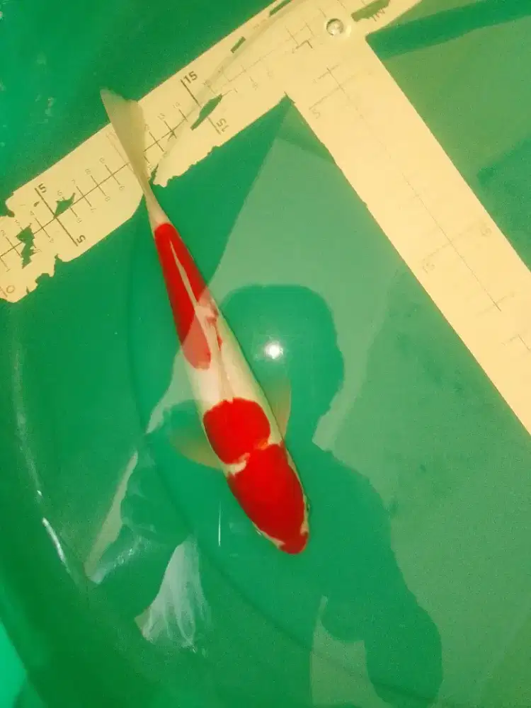 Ikan koi jenis Kohaku Doitsu 27cm