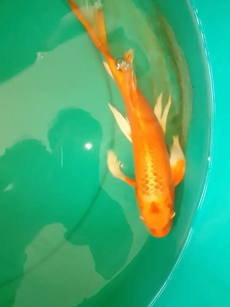 Ikan koi jenis Slayer Ogon 32cm