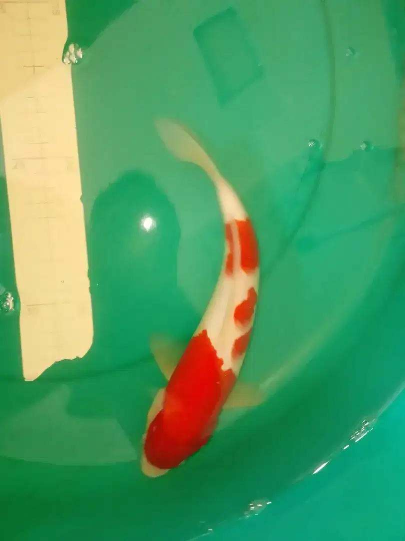 Ikan koi jenis Kohaku 29cm