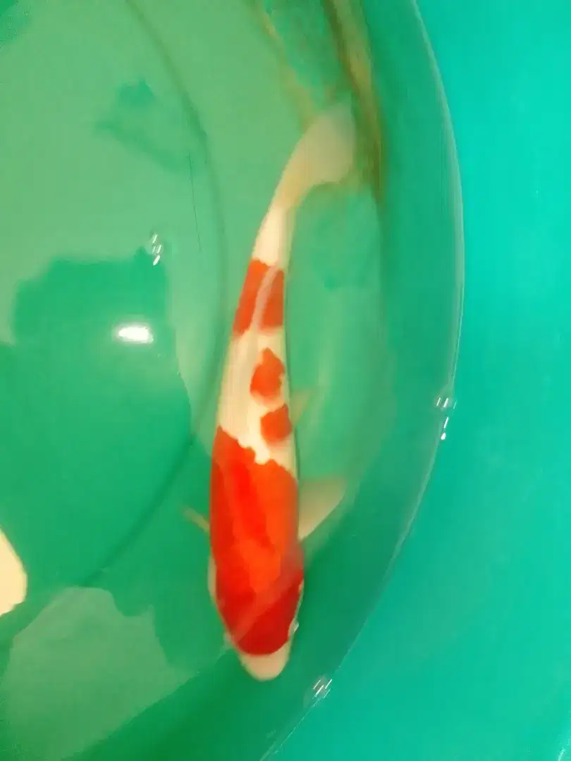 Ikan koi jenis Kohaku 29cm