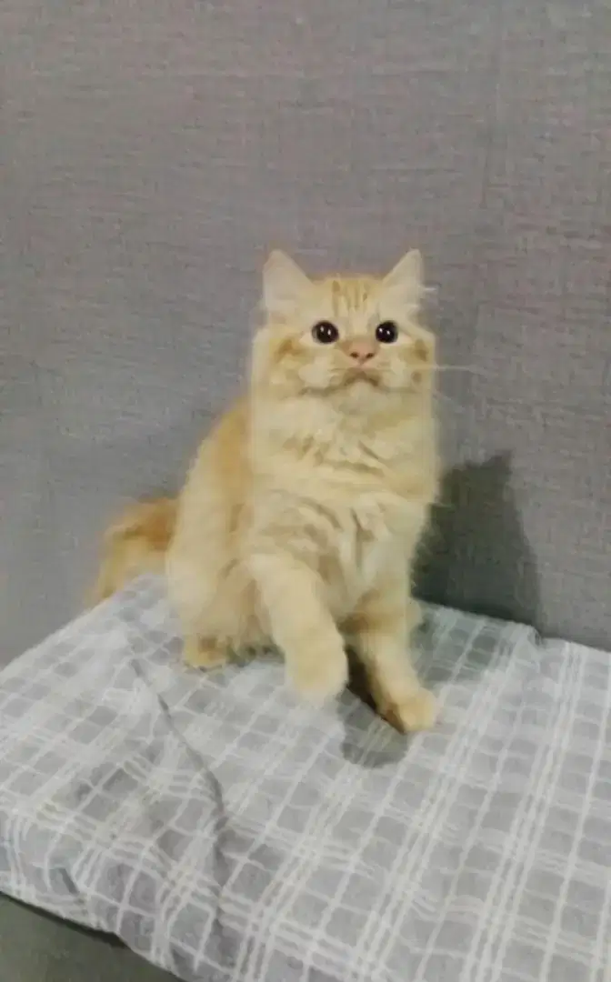 Kitten Flatnose