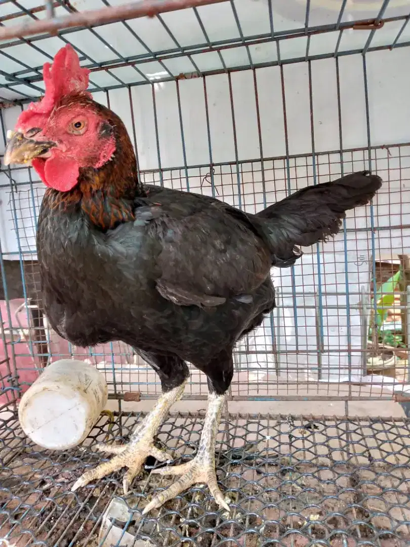 Jual biang lembe