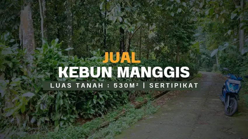 Rp. 150 Jt Nego || KEBUN MANGGIS PINGGIR JALAN