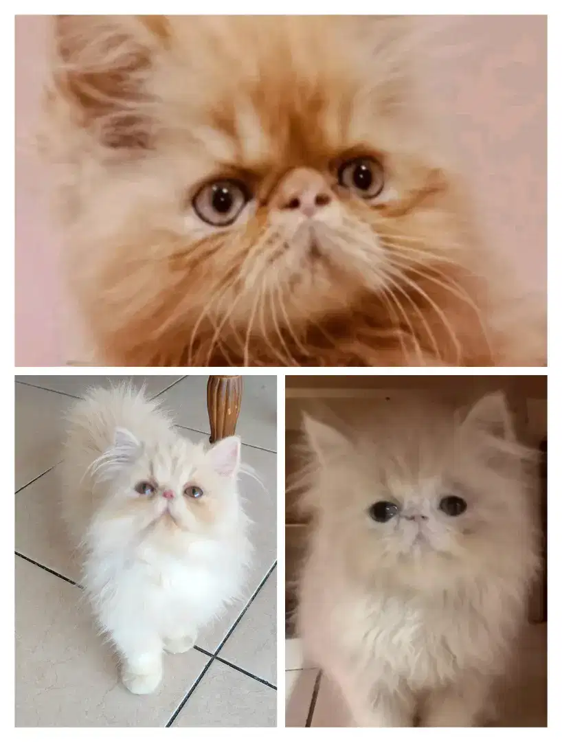 (ADOPTED) 3 Kucing peaknose lucu