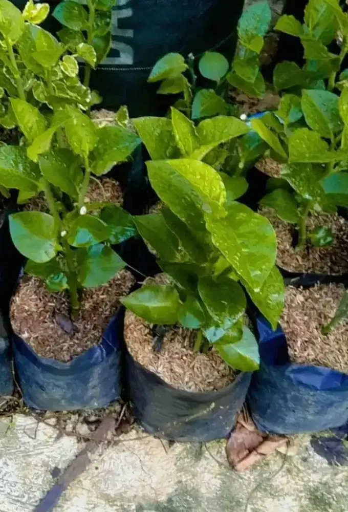 Pohon hias patah tulang