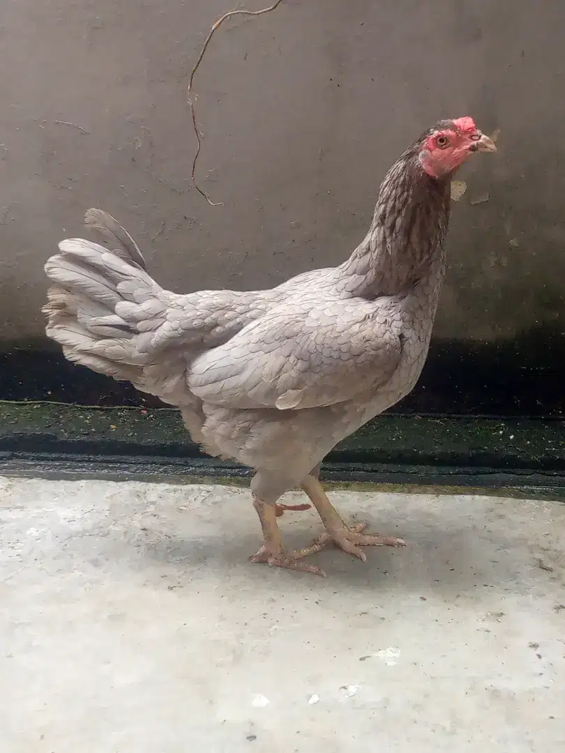 Ayam kampung nego