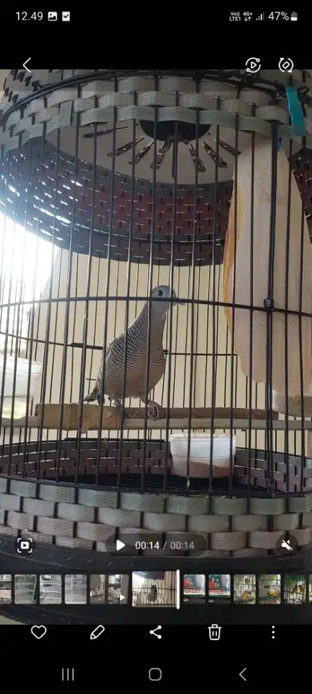 Perkutut crossing suara condong ke bangkok+kandang