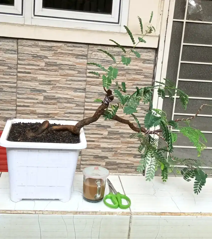 Bonsai asem Jawa cascade