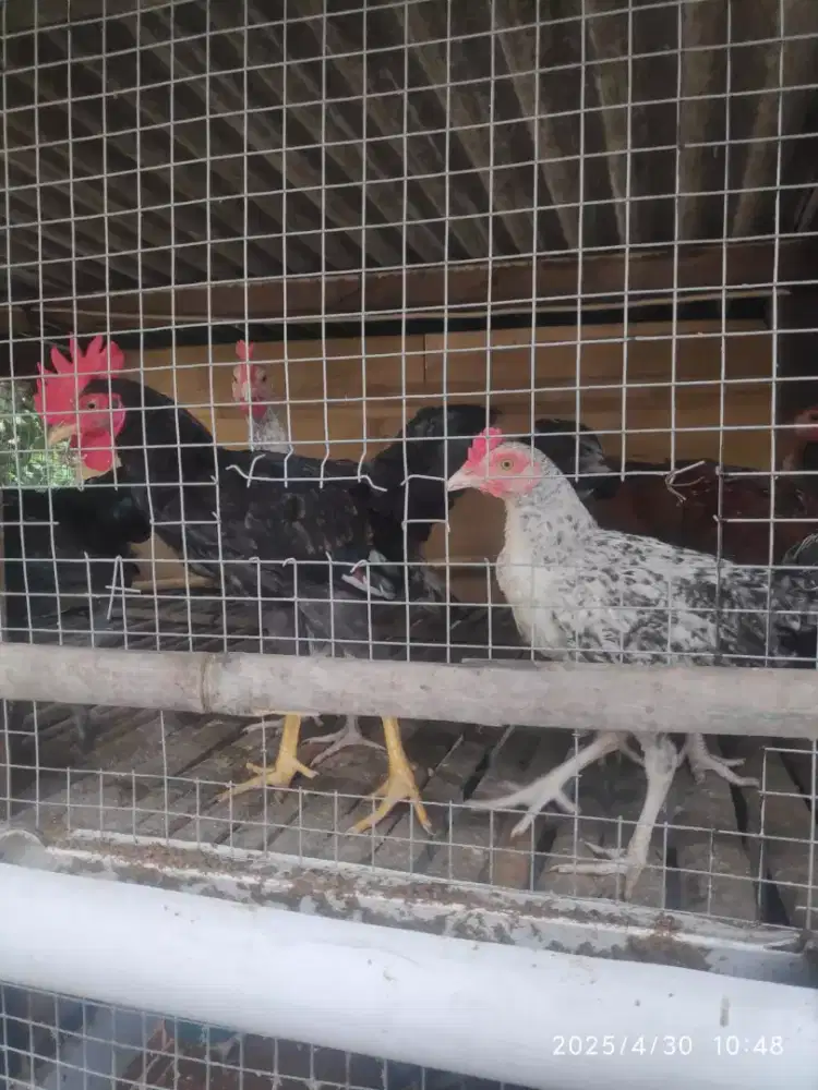 Ayam kampung jantan muda