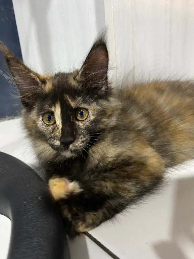 Adopt kucing mainecoon