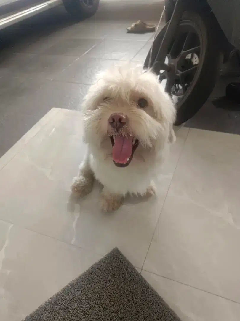 Semi hibah anjing poodle mix shihtzu 2 tahun