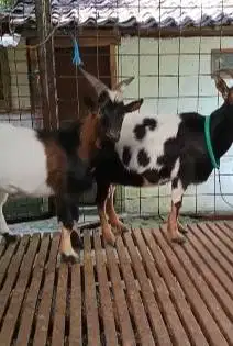 sepasang kambing mini pygmi 1-2 tahunan siap koleksian unik exotik top