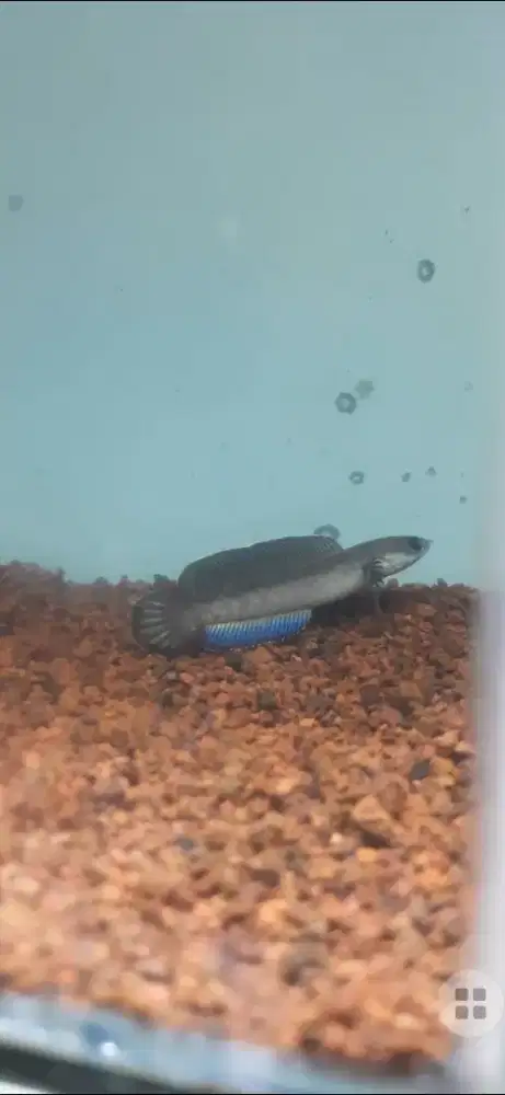 Channa Andro hf gondrong